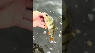 Rare fish 🐟 fishing fish catchandrelease catch nature outdoors [upl. by Tiedeman415]