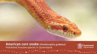 Why the American corn snake is illegal to keep in Queensland [upl. by Llenor]