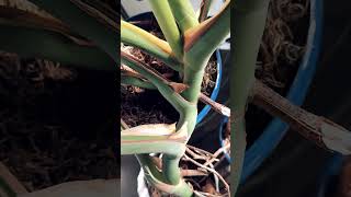 Monstera Deliciosa Plant housePlant Stem Leaf fenistration plantslovers plants exotic ￼ [upl. by Priscilla]