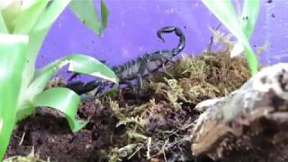 Asian Forest Scorpion Gets A Bioactive Vivarium [upl. by Haya974]