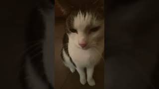 Booping my cat funny cute cat subscribe [upl. by Junna]