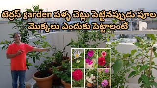 harishvlogs టెర్రస్ garden పళ్ళ చెట్లు పెట్టినప్పుడు పూల మొక్కలు ఎందుకు పెట్టాలంటే [upl. by Ajnos635]