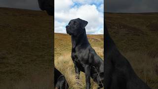 Beautiful Labrador Retrievers out picking up on a Driven Shoot on Scotland 🏴󠁧󠁢󠁳󠁣󠁴󠁿 gundog [upl. by Entsirhc]