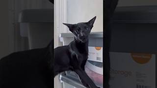 Oriental shorthair cat with funny voice yelling watch to the end orientalshorthair blackcats [upl. by Etti841]