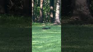 The Common Snapping Turtle Chelydra serpentina [upl. by Gilson47]