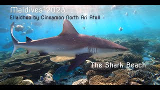 Ellaidhoo Maldives by Cinnamon 2023  4K  The Shark Beach [upl. by Hampton]