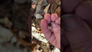 Jax the dog will not give up the piece of bark on our walk down a dirt road in the woods [upl. by Wallford]