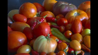 tomato and pepper saladkachumbari [upl. by Ecnaled489]