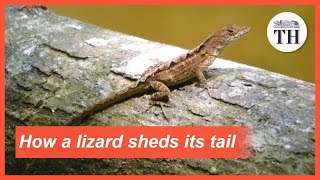 How does a lizard lose its tail [upl. by Beaufert]