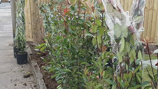 How To Plant A Photinia Hedge [upl. by Naryt104]