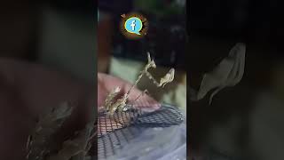 Nuestra hembra de Sybilla Pretiosa viralvideo artropodos mantis [upl. by Siuluj]