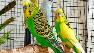 12 Hour Help Quiet Parakeets Sing by Playing This Budgies Chirping Help Depressed lonely sad Birds [upl. by Iggep861]