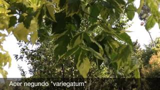 Acer negundo hojas diferentes [upl. by Bamberger]