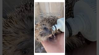 Adorable Moments That Prove Hedgehogs Are The Best wholesome animals [upl. by Roshan]