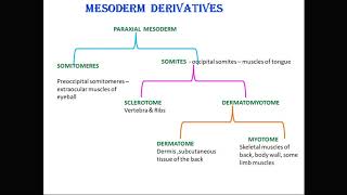 mesoderm derivatives [upl. by Adnyc]