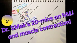 Dr SMaks 20mins on Action Potential in a Neuron and NMJ Part 2 [upl. by Lyrradal]