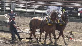 Festival country st antonin Tire de chevaux 10 000 lb 18 Juin 2017 [upl. by Euphemie]