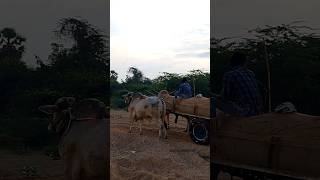 powerful Ongole gittalu  Ongole bulls  MID Ongole bulls Dheera Rana pulling heavy sand load [upl. by Htebasile]