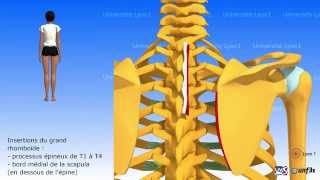 Les rhomboïdes et lélévateur de la scapula [upl. by Scoville]