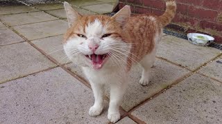 Angry Stray Cat Meows amp Hisses At Me [upl. by Nwahsid]