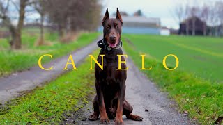 Canelo The Doberman  Family Protection Dog [upl. by Kirshbaum44]