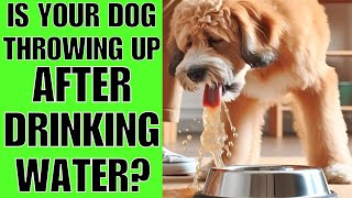 Why Does My Dog Throw Up After Drinking WaterHEALTH ISSUE [upl. by Airotahs134]