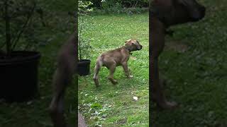 Cane Corso Welpe und sein Beschützerinstinkt [upl. by Pazia686]