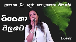 Pipena Malakata Malani Bulathsinghala  Cover by Hasanthika Kodituwakku [upl. by Araec627]