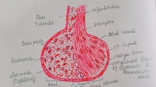 Pituitary Gland Histology Diagram  Histology of Pituitary Gland [upl. by Galvan]