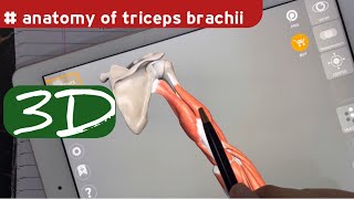 Triceps Brachii Muscle Anatomy  Posterior compartment of Arm  doctor speedy [upl. by Juley]