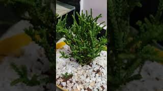 Rattail crassula plant 🤩🥰🥰🥰🥰🤩🥰🥰 [upl. by Aryamo]