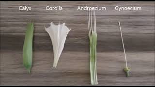 CLASS XI  PRACTICAL TO STUDY AND DESCRIBE THE FLOWERING PLANT  DATURA FAMILY SOLANACEAE [upl. by Adnohsal]