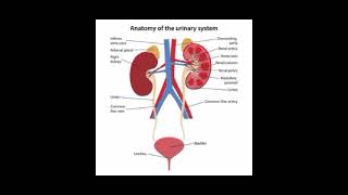 Kidney Short [upl. by Asert148]