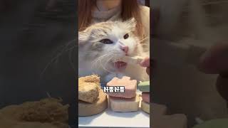 踩到猫尾巴千万别道歉 新手养猫 铲屎官 猫咪 养猫人 猫 养猫经验分享 养猫人 科学养宠攻略 萌宠百科 [upl. by Otrebide]