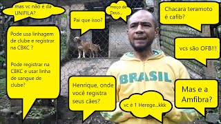 CHACARA TERAMOTO  FILA BRASILEIRO  UMA CRIAÇÃO CAFIB OFB AMFIBRA CBKC UNIFILA OU O QUE [upl. by Rutter]