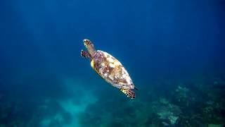 DivingTrip Silent World  Dhigali Maldives [upl. by Asilram18]