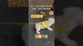 警犬：我可没欺负小孩儿啊！网友：初生牛犊不怕虎 [upl. by Tobe]