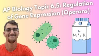 65 Regulation of Gene Expression Operons  AP Biology [upl. by Cybil]