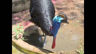 Cassowary  Dehiwala Zoo [upl. by Meedan]