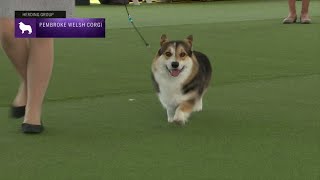 Pembroke Welsh Corgis  Breed Judging 2023 [upl. by Nigel]