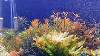 SLOW MOTION PLANTED AQUARIUM [upl. by Blynn]