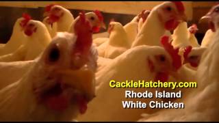 Rhode Island White Chicken Breed Breeder Flock  Cackle Hatchery [upl. by Crespo]