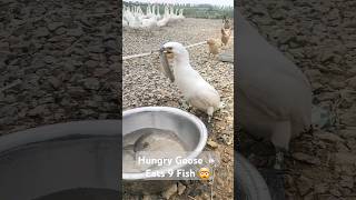 Hungry Goose 🦢 Eats 9 Fish 🤯 [upl. by Acirtap]