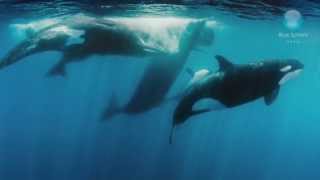 Orcas vs Sperm Whales [upl. by Annissa]