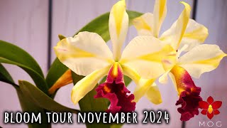 Orchid Bloom Tour  November 2024 [upl. by Lupe356]