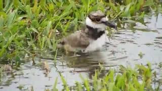 Killdeer chicks bathing feeding and snuggling with Mom [upl. by Naenaj890]