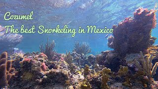 The best free Snorkeling in Mexico Cozumel [upl. by Chelton]