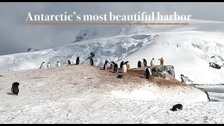 MIKKELSEN HARBORS HUGE GENTOO ROOKERY TRINITY ISLAND ANTARCTICA [upl. by Ramu344]