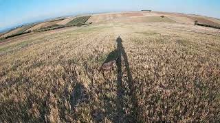 Κυνήγι ορτυκιού με Kurzhaar quot Ρία quot Hunting quail with Kurzhaar quotRia quot Όμορφη φέρμα  εκτέλεση [upl. by Einram]