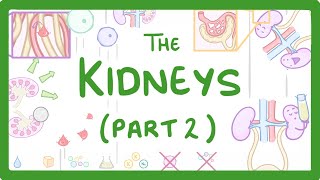 Biology  Structure of the Kidneys  Kidneys Part 23 28 [upl. by Rairb]